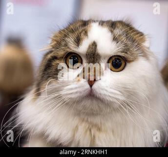 (170402) - TRAKAI, 2 aprile 2017 - Un gatto è visto all'International Cat Show di Trakai, Lituania, 2 aprile 2017. Dal 1° aprile al 2 aprile si terrà a Trakai, una famosa località lacustre a oltre 30 km a ovest di Vilnius, capitale della Lituania. (Sxk) LITUANIA-TRAKAI-INTERNATIONAL CAT SHOW AlfredasxPliadis PUBLICATIONxNOTxINxCHN Trakai 2 aprile 2017 a Cat IS Lakes ON the International Cat Show a Trakai Lituania 2 aprile 2017 all'International Cat Show IS Hero in Trakai, una famosa località di villeggiatura sul lago A oltre 30 km A OVEST di Vilnius capitale della Lituania dal 1 aprile al 2 aprile sxk Lituania TR Foto Stock