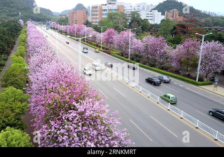 (170412) -- LIUZHOU, 12 aprile 2017 -- le automobili passano per alberi di orchidea fioriti a Liuzhou, nella regione autonoma del Guangxi Zhuang nel sud della Cina, 12 aprile 2017. )(wjq) CHINA-GUANGXI-LIUZHOU-HONG KONG ORCHIDEA TREE (CN) LixHanchi PUBLICATIONxNOTxINxCHN 170412 Liuzhou 12 aprile 2017 Auto passaporto da orchidee in fiore a Liuzhou Cina del sud Guangxi Zhuang Autonomous Region 12 aprile 2017 wjq Cina Guangxi Liuzhou Hong Kong Orchid Tree CN LixHanchi PUICATIONNOTxINCHN Foto Stock