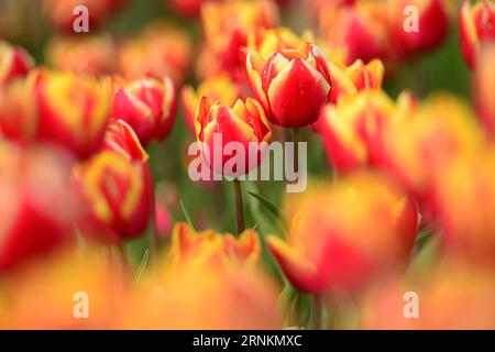 (170412) -- LUBIANA, 12 aprile 2017 -- foto scattata il 12 aprile 2017 mostra un mare di tulipani nell'arboreto Volcji Potok vicino a Kamnik, in Slovenia. Più di due milioni di tulipani e altri bulbi primaverili fioriscono ogni anno ad aprile e maggio nell'arboreto Volcji Potok, l'impianto orticolo più visitato in Slovenia. ) SLOVENIA-KAMNIK-VOLCJI POTOK ARBORETUM-TULIPS MaticxStojs PUBLICATIONxNOTxINxCHN 170412 Lubiana 12 aprile 2017 foto scattata IL 12 aprile 2017 mostra un mare di TULIPANI NELL'arboreto Potok vicino a Kamnik Slovenia più di due milioni di TULIPANI e altri bulbi primaverili FIORITI ad aprile e ma Foto Stock