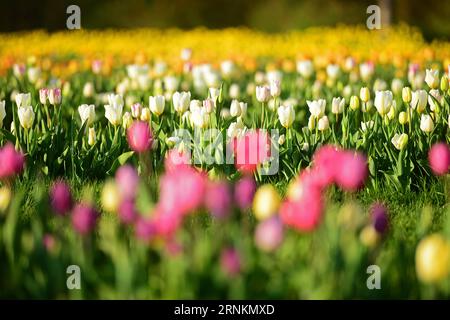 (170412) -- LUBIANA, 12 aprile 2017 -- foto scattata il 12 aprile 2017 mostra un mare di tulipani nell'arboreto Volcji Potok vicino a Kamnik, in Slovenia. Più di due milioni di tulipani e altri bulbi primaverili fioriscono ogni anno ad aprile e maggio nell'arboreto Volcji Potok, l'impianto orticolo più visitato in Slovenia. ) SLOVENIA-KAMNIK-VOLCJI POTOK ARBORETUM-TULIPS MaticxStojs PUBLICATIONxNOTxINxCHN 170412 Lubiana 12 aprile 2017 foto scattata IL 12 aprile 2017 mostra un mare di TULIPANI NELL'arboreto Potok vicino a Kamnik Slovenia più di due milioni di TULIPANI e altri bulbi primaverili FIORITI ad aprile e ma Foto Stock