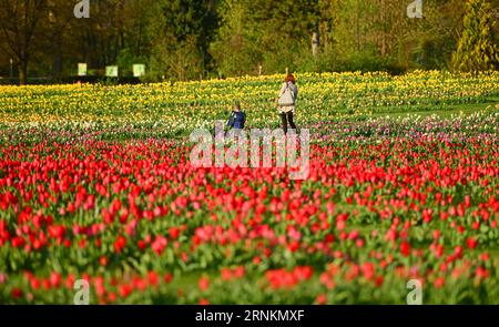 (170412) -- LUBIANA, 12 aprile 2017 -- Una donna con bambini cammina attraverso un mare di tulipani all'arboreto Volcji Potok vicino a Kamnik, in Slovenia, il 12 aprile 2017. Più di due milioni di tulipani e altri bulbi primaverili fioriscono ogni anno ad aprile e maggio nell'arboreto Volcji Potok, l'impianto orticolo più visitato in Slovenia. ) SLOVENIA-KAMNIK-VOLCJI POTOK ARBORETUM-TULIPS MaticxStojs PUBLICATIONxNOTxINxCHN 170412 Lubiana 12 aprile 2017 una donna con bambini cammina attraverso un mare di TULIPANI ALL'arboreto Potok vicino a Kamnik in Slovenia IL 12 aprile 2017 più di due milioni di TULIPANI e altri Foto Stock