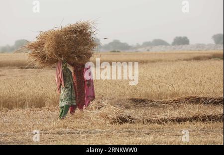 (170421) -- MULTAN (PAKISTAN), 21 aprile 2017 -- le donne pakistane lavorano in un campo di grano alla periferia della città centrale di Multan nel Pakistan, il 21 aprile 2017. La produzione di frumento pakistano dovrebbe raggiungere i 26 milioni di tonnellate quest'anno se la temperatura rimane media. ) PAKISTAN-MULTAN-WHEAT-Harve LiuxTian PUBLICATIONxNOTxINxCHN Multan Pakistan 21 aprile 2017 le donne pakistane lavorano in un campo di grano ALLA periferia della città di Multan nel Pakistan centrale IL 21 aprile 2017 la produzione di grano pakistano dovrebbe raggiungere 26 milioni di tono quest'anno se la temperatura rimane media Pakistan Multan Wheat Harve Foto Stock