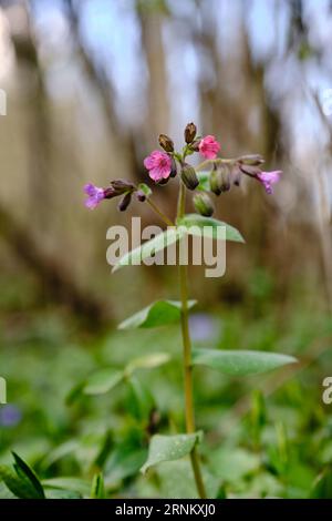 Primo piano dei fiori in fiore Pulmonaria mollis nelle soleggiate giornate primaverili. Fiori di Pulmonaria mollis nella soleggiata giornata primaverile. Foto Stock