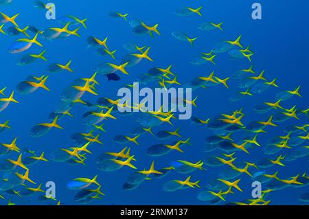 School of Blue and Yellow Fusiliers, Caesio Teres, sito di immersione Magic Mountain, isola di Warakaraket, Misool, Raja Ampat, West Papua, Indonesia Foto Stock