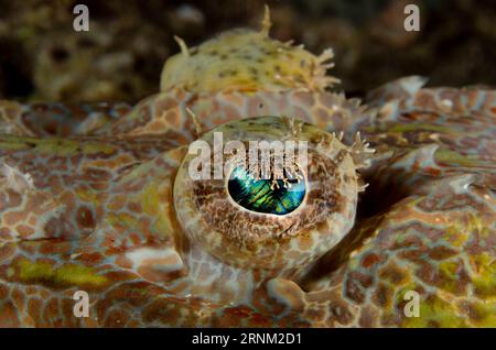 Coccodrillo Flathead, Cymbacephalus beauforti, occhio con pizzo, sito di immersione Yilliet Kecil, immersione notturna, isola Yilliet, Misool, Raja Ampat, ovest Foto Stock