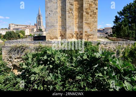 Saint-Émilion. Figuiers et figues dans le Village de Saint-Émilion classé parmi les Plus beaux Villages de France. Saint-Émilion, Gironde, Francia, EUR Foto Stock