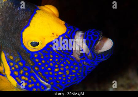 Yellowmask Angelfish, Pomacanthus xanthometopon, estensione delle mascelle, sito di immersione Whale Rock, Fiabacet Island, Misool, Raja Ampat, West Papua, Indonesia Foto Stock