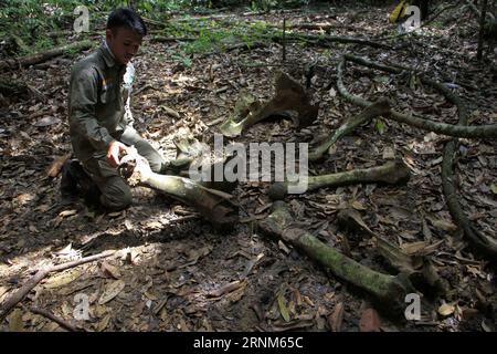 (170512) -- ACEH, 12 maggio 2017 -- un forestale indonesiano trova lo scheletro di un elefante di sumatra durante una pattuglia di salvataggio per animali in via di estinzione provenienti da cacciatori nel parco nazionale Leuser di Aceh, Indonesia, 9 maggio 2017. Gli animali a rischio di estinzione nel parco nazionale di Leuser come elefanti di sumatra, tigri di sumatra, rinoceronte di sumatra e oranghi di sumatra sono minacciati dalle cacce e dalla deforestazione in corso. (Zjy) INDONESIA-ACEH-FOREST RANGERS Junaidi PUBLICATIONxNOTxINxCHN Aceh 12 maggio 2017 a Indonesian Forest Ranger trova scheletro di un elefante di Sumatra durante una pattuglia di salvataggio per Endangered A. Foto Stock