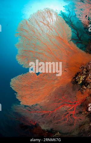 Gorgonie, Annella mollis, con il sole sullo sfondo, sito di immersione andiamo, isola di Dara, Misool, Raja Ampat, Papua Occidentale, Indonesia Foto Stock