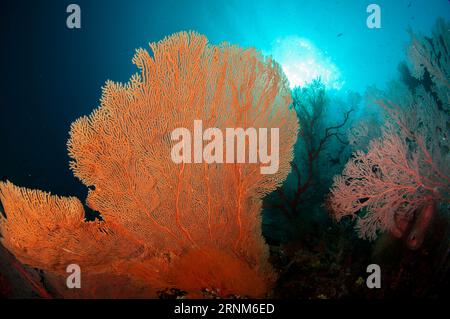 Gorgonie, Annella mollis, con il sole sullo sfondo, sito di immersione andiamo, isola di Dara, Misool, Raja Ampat, Papua Occidentale, Indonesia Foto Stock