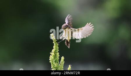 (170514) -- PECHINO, 14 maggio 2017 -- Un passero vola sopra una pianta nel Tempio del cielo a Pechino, capitale della Cina, 12 maggio 2017. ) (Yxb) XINHUA PHOTO WEEKLY CHOICES LiuxXianguo PUBLICATIONxNOTxINxCHN Pechino 14 maggio 2017 un passero VOLA sopra una pianta nel Tempio del cielo a Pechino capitale della Cina 12 maggio 2017 yxb XINHUA Photo Weekly Choices LiuxXianguo PUBLICATIONxNOTxINxCHN Foto Stock