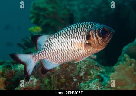 Shadowfin Soldierfish, Myripristis adusta, Blue Magic dive site, Mioskon, Dampier Strait, Raja Ampat, West Papua, Indonesia Foto Stock
