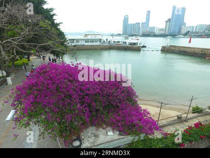 (170523) -- XIAMEN, 23 maggio 2017 -- foto scattata il 18 maggio 2017 mostra i fiori di Bougainvillea nella città di Xiamen, nella provincia del Fujian della Cina sudorientale. La bouganvillea divenne il fiore della città di Xiamen nel 1986. ) (Lb) CHINA-FUJIAN-XIAMEN-FLOWER (CN) JiangxKehong PUBLICATIONxNOTxINxCHN Xiamen 23 maggio 2017 foto scattata IL 18 maggio 2017 mostra i fiori di Bougainvillea a Xiamen città del sud-est della Cina, nella provincia del Fujian Bougainvillea è diventata la città Fiore di Xiamen nel 1986 LB China Fujian Xiamen Flower CN JiangxKehong PUBLICATIONCHN Foto Stock