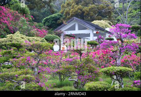 (170523) -- XIAMEN, 23 maggio 2017 -- foto scattata il 17 maggio 2017 mostra i fiori di Bougainvillea nella città di Xiamen, nella provincia del Fujian della Cina sudorientale. La bouganvillea divenne il fiore della città di Xiamen nel 1986. ) (Lb) CHINA-FUJIAN-XIAMEN-FLOWER (CN) LinxShanchuan PUBLICATIONxNOTxINxCHN Xiamen 23 maggio 2017 la foto scattata IL 17 maggio 2017 mostra i fiori di Bougainvillea a Xiamen città del sud-est della Cina nella provincia del Fujian Bougainvillea è diventata il fiore della città di Xiamen nel 1986 LB China Fujian Xiamen Flower CN LinxShanchuan PUBLICATIONXNCHN Foto Stock