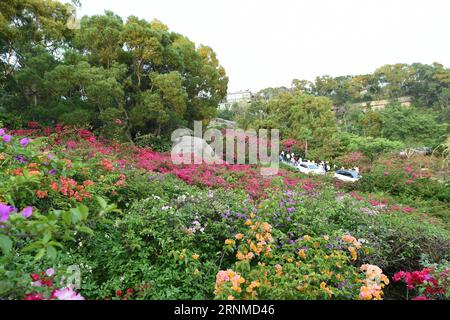 (170523) -- XIAMEN, 23 maggio 2017 -- foto scattata il 17 maggio 2017 mostra i fiori di Bougainvillea nella città di Xiamen, nella provincia del Fujian della Cina sudorientale. La bouganvillea divenne il fiore della città di Xiamen nel 1986. ) (Lb) CHINA-FUJIAN-XIAMEN-FLOWER (CN) LinxShanchuan PUBLICATIONxNOTxINxCHN Xiamen 23 maggio 2017 la foto scattata IL 17 maggio 2017 mostra i fiori di Bougainvillea a Xiamen città del sud-est della Cina nella provincia del Fujian Bougainvillea è diventata il fiore della città di Xiamen nel 1986 LB China Fujian Xiamen Flower CN LinxShanchuan PUBLICATIONXNCHN Foto Stock