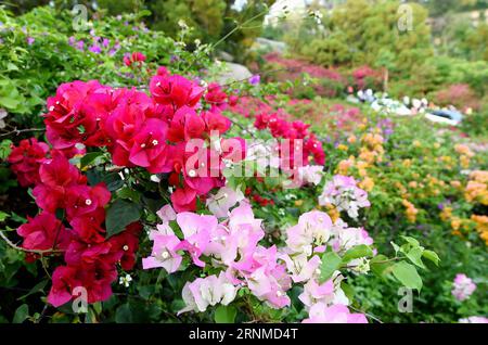 (170523) -- XIAMEN, 23 maggio 2017 -- foto scattata il 17 maggio 2017 mostra i fiori di Bougainvillea nella città di Xiamen, nella provincia del Fujian della Cina sudorientale. La bouganvillea divenne il fiore della città di Xiamen nel 1986. ) (Lb) CHINA-FUJIAN-XIAMEN-FLOWER (CN) LinxShanchuan PUBLICATIONxNOTxINxCHN Xiamen 23 maggio 2017 la foto scattata IL 17 maggio 2017 mostra i fiori di Bougainvillea a Xiamen città del sud-est della Cina nella provincia del Fujian Bougainvillea è diventata il fiore della città di Xiamen nel 1986 LB China Fujian Xiamen Flower CN LinxShanchuan PUBLICATIONXNCHN Foto Stock