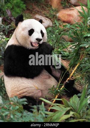 (170602) -- HONG KONG, 2 giugno 2017 -- la foto mostra un An, il panda che è stato presentato in dono dalla Cina continentale, mangia bambù all'Ocean Park Hong Kong a Hong Kong, nel sud della Cina, il 17 maggio 1997. L'anno 2017 segna il 20° anniversario del ritorno di Hong Kong nella madrepatria. (zhs) CHINA-HONG KONG-ANNIVERSARY-MEMORIES (CN) YuxLan PUBLICATIONxNOTxINxCHN Hong Kong 2 giugno 2017 file Photo Shows to the Panda What Present as a Poison by Chinese Mainland Eats Bamboo AT Ocean Park Hong Kong in Hong Kong South China 17 maggio 1997 The Year 2017 Marks the 20th Anniversary of Hong Kong Foto Stock