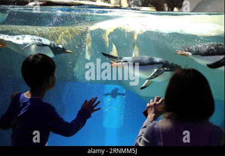 (170603) -- HONG KONG, 3 giugno 2017 -- i turisti guardano i pinguini all'Ocean Park Hong Kong a Hong Kong, Cina meridionale, 5 febbraio 2013. Il 1° luglio 2017 ricorre il 20° anniversario del ritorno di Hong Kong nella madrepatria. (zhs) CHINA-HONG KONG-RETURN ANNIVERSARY (CN) LixPeng PUBLICATIONxNOTxINxCHN Hong Kong 3 giugno 2017 turisti guardano i pinguini ALL'Ocean Park Hong Kong a Hong Kong Cina del Sud febbraio 2013 1 luglio 2017 segna il 20° anniversario del ritorno di Hong Kong alla Motherland zhs China Hong Kong Return Anniversary CN LixPeng PUBLICATIONxNOTxINxCHN Foto Stock