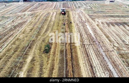 (170605) -- SHIJIAZHUANG, 5 giugno 2017 -- A reaper raccoglie grano nella contea di Renxian, nella provincia di Hebei nella Cina settentrionale, 5 giugno 2017. ) (Zwx) CHINA-HEBEI-FARM WORK (CN) MuxYu PUBLICATIONxNOTxINxCHN Shijiazhuang 5 giugno 2017 a reaper raccoglie frumento nella contea di Renxian nella provincia di Hebei nella Cina settentrionale 5 giugno 2017 zwx China Hebei Farm Work CN MuxYu PUBLICATIONxNOTxINxCHN Foto Stock