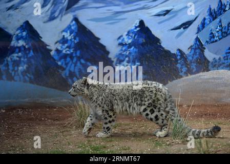 (170610) -- XINING, 10 giugno 2017 -- Un cucciolo di leopardo delle nevi cammina nello zoo di Xining, capitale della provincia del Qinghai della Cina nord-occidentale, 10 giugno 2017. Il cucciolo femminile, l'unico leopardo delle nevi vivo dall'allevamento artificiale in Cina, ha compiuto un anno di età il sabato. ) (zhs) CHINA-XINING-SNOW LEOPARD (CN) ZhangxHongxiang PUBLICATIONxNOTxINxCHN Xining 10 giugno 2017 a Snow Leopard CUB Walks in the Wildlife Zoo in Xining capitale della provincia di Qinghai della Cina nord-occidentale 10 giugno 2017 The Female CUB The Only Snow Leopard Herrera by Artificial breeding in China Turned One Year Old one one one one one Year Old ON An Year Old ON Saturday zhs China Xi Foto Stock