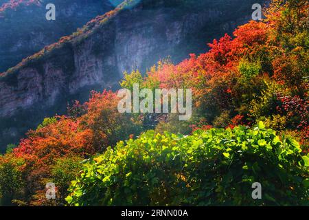 Scopri l'incantevole miscela di alberi rossi ed erba contro le mura storiche, dove la bellezza della natura si armonizza con l'architettura antica. Foto Stock