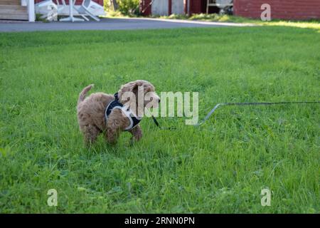 Cucciolo di Labradoodle australiano crema in piedi all'esterno sull'erba guardando in alto visto dall'alto Foto Stock