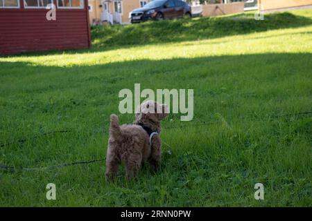 Cucciolo di Labradoodle australiano crema in piedi all'esterno sull'erba guardando in alto visto dall'alto Foto Stock