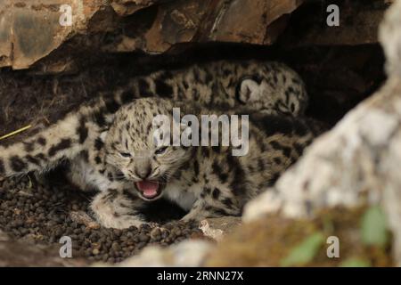 (170621) -- YUSHU, 21 giugno 2017 -- foto scattata il 16 giugno 2017 mostra cuccioli di leopardo delle nevi nei cespugli nella cittadina di Gaduo della contea di Chengduo sotto la prefettura autonoma tibetana di Yushu, nella provincia del Qinghai della Cina nordoccidentale. I cuccioli di leopardo delle nevi sono stati recentemente avvistati nei cespugli della regione sorgente dello Yangtze, il fiume più lungo della Cina. I leopardi della neve sono un animale protetto di Classe A in Cina e sono classificati come in pericolo dall'Unione Internazionale per la conservazione della natura. ) (wyo) CHINA-QINGHAI-SNOW LEOPARD CUBS (CN) JiangyongxTudeng PUBLICATIONxNOTxINxCHN Yushu 21 giugno 2017 foto scattata a giugno Foto Stock