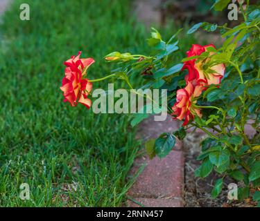 una vista laterale di una rosa rossa e gialla che fiorisce la mattina presto Foto Stock