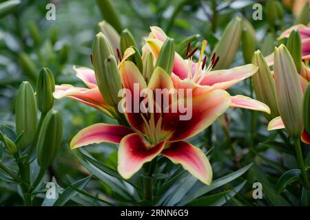 lilium Orange et grenat Avalon Sunset (jardin du ruisseau de l'église 2023) Foto Stock