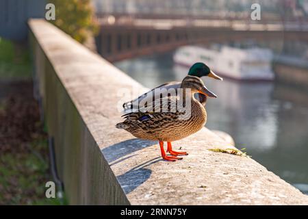 Gruppo di uccelli che riposano in cima al muro intorno alla Senna a Parigi, in Francia. Foto Stock