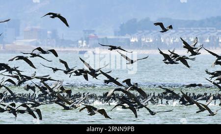 (170703) -- FUZHOU, 3 luglio 2017 -- grandi cormorani sono visti volare a Fuzhou, nella provincia del Fujian della Cina sudorientale, 6 febbraio 2017. Una ferrovia ad alta velocità che collega Hefei della provincia di Anhui della Cina orientale e Fuzhou della provincia di Fujian della Cina sud-orientale non solo ha beneficiato del trasporto regionale, ma ha anche aiutato le comunità di bird watching a godere della diversità ecologica degli uccelli lungo la linea. ) (Lb) CHINA-FUJIAN-ENVIRONMENT-BIRD WATCHING (CN) MeixYongcun PUBLICATIONxNOTxINxCHN Fuzhou 3 luglio 2017 i grandi cormorani sono laghi che volano a Fuzhou, nella provincia del Fujian della Cina sudorientale, 6 febbraio 2017 a High Spe Foto Stock