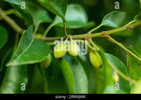 Mimotopes elegy, il ciliegio spagnolo è un grazioso piccolo albero verde del subcontinente indiano, con le sue piccole foglie lucide, spesse, strette e appuntite. E' un albero Foto Stock