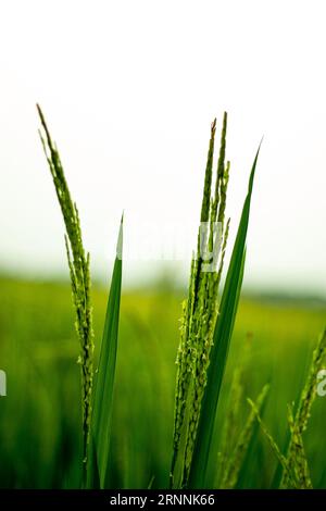 L'ecosistema delle risaie verdi grezze è composto da acqua di superficie. Il riso viene coltivato in terreni caldi e bagnati. Gli agricoltori inondano tradizionalmente le risaie Foto Stock