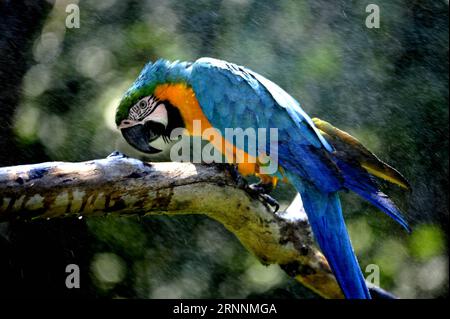 (170721) -- SHANGHAI, 21 luglio 2017 -- Un macaw blu e giallo gode di raffreddamento a spruzzo allo zoo di Shanghai nella Cina orientale di Shanghai, 21 luglio 2017. Il dipartimento meteorologico della metropoli della Cina orientale Shanghai ha registrato una temperatura dell'aria di 40,9 gradi Celsius (105,6 gradi Fahrenheit) intorno alle 14:00, venerdì, la più alta mai registrata in città in 145 anni. Lo zoo di Shanghai ha preso molte misure per mantenere gli animali freschi. ) (Lb) CHINA-SHANGHAI-ANIMAL-SUMMER HEAT (CN) ZhangxJiansong PUBLICATIONxNOTxINxCHN Shanghai 21 luglio 2017 un Macaw blu e giallo gode di Spray Cooling ALLO zoo di Shanghai a est Foto Stock