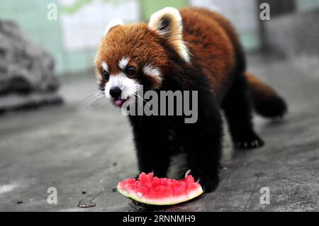 (170721) -- SHANGHAI, 21 luglio 2017 -- Un panda minore mangia l'anguria allo zoo di Shanghai nella Shanghai orientale della Cina, 21 luglio 2017. Il dipartimento meteorologico della metropoli della Cina orientale Shanghai ha registrato una temperatura dell'aria di 40,9 gradi Celsius (105,6 gradi Fahrenheit) intorno alle 14:00, venerdì, la più alta mai registrata in città in 145 anni. Lo zoo di Shanghai ha preso molte misure per mantenere gli animali freschi. ) (Lb) CHINA-SHANGHAI-ANIMAL-SUMMER HEAT (CN) ZhangxJiansong PUBLICATIONxNOTxINxCHN Shanghai 21 luglio 2017 a Lesser Panda Eats Watermelon at Shanghai Zoo in East China S Shanghai 21 luglio 201 Foto Stock