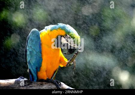 (170721) -- SHANGHAI, 21 luglio 2017 -- Un macaw blu e giallo gode di raffreddamento a spruzzo allo zoo di Shanghai nella Cina orientale di Shanghai, 21 luglio 2017. Il dipartimento meteorologico della metropoli della Cina orientale Shanghai ha registrato una temperatura dell'aria di 40,9 gradi Celsius (105,6 gradi Fahrenheit) intorno alle 14:00, venerdì, la più alta mai registrata in città in 145 anni. Lo zoo di Shanghai ha preso molte misure per mantenere gli animali freschi. ) (Lb) CHINA-SHANGHAI-ANIMAL-SUMMER HEAT (CN) ZhangxJiansong PUBLICATIONxNOTxINxCHN Shanghai 21 luglio 2017 un Macaw blu e giallo gode di Spray Cooling ALLO zoo di Shanghai a est Foto Stock