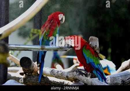 (170721) - SHANGHAI, 21 luglio 2017 - Scarlet Macaws Godetevi il raffreddamento a spruzzo allo zoo di Shanghai nella Shanghai orientale della Cina, 21 luglio 2017. Il dipartimento meteorologico della metropoli della Cina orientale Shanghai ha registrato una temperatura dell'aria di 40,9 gradi Celsius (105,6 gradi Fahrenheit) intorno alle 14:00, venerdì, la più alta mai registrata in città in 145 anni. Lo zoo di Shanghai ha preso molte misure per mantenere gli animali freschi. ) (Lb) CHINA-SHANGHAI-ANIMAL-SUMMER HEAT (CN) ZhangxJiansong PUBLICATIONxNOTxINxCHN Shanghai 21 luglio 2017 Scarlet Macaws Enjoy Spray Cooling PRESSO LO zoo di Shanghai nella Cina orientale A Shanghai luglio Foto Stock