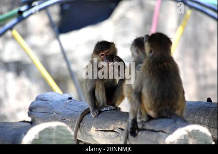 (170721) -- SHANGHAI, 21 luglio 2017 -- Baboons hide in Shades at Shanghai Zoo in East China S Shanghai, 21 luglio 2017. Il dipartimento meteorologico della metropoli della Cina orientale Shanghai ha registrato una temperatura dell'aria di 40,9 gradi Celsius (105,6 gradi Fahrenheit) intorno alle 14:00, venerdì, la più alta mai registrata in città in 145 anni. Lo zoo di Shanghai ha preso molte misure per mantenere gli animali freschi. ) (Lb) CHINA-SHANGHAI-ANIMAL-SUMMER HEAT (CN) ZhangxJiansong PUBLICATIONxNOTxINxCHN Shanghai 21 luglio 2017 i babbuini SI NASCONDONO in ombra ALLO zoo di Shanghai nella Cina orientale Shanghai 21 luglio 2017 The Meteorolog Foto Stock