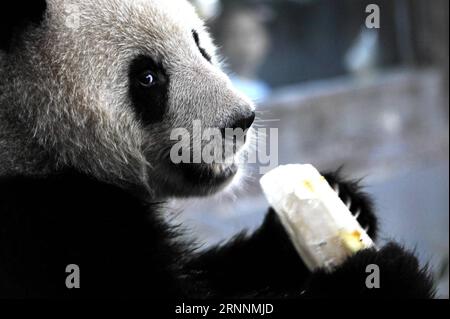 (170721) -- SHANGHAI, 21 luglio 2017 -- Un panda gigante gode di un cubetto di ghiaccio all'interno di un recinto climatizzato presso lo zoo di Shanghai, nella Cina orientale, a Shanghai, 21 luglio 2017. Il dipartimento meteorologico della metropoli della Cina orientale Shanghai ha registrato una temperatura dell'aria di 40,9 gradi Celsius (105,6 gradi Fahrenheit) intorno alle 14:00, venerdì, la più alta mai registrata in città in 145 anni. Lo zoo di Shanghai ha preso molte misure per mantenere gli animali freschi. ) (Lb) CINA-SHANGHAI-ANIMAL-SUMMER HEAT (CN) ZhangxJiansong PUBLICATIONxNOTxINxCHN Shanghai 21 luglio 2017 un Panda gigante si diverte a ICE Cube Inside to ai Foto Stock