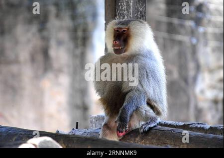 (170721) -- SHANGHAI, 21 luglio 2017 -- Un babbuino si nasconde in ombra allo zoo di Shanghai, nella Cina orientale, a Shanghai, 21 luglio 2017. Il dipartimento meteorologico della metropoli della Cina orientale Shanghai ha registrato una temperatura dell'aria di 40,9 gradi Celsius (105,6 gradi Fahrenheit) intorno alle 14:00, venerdì, la più alta mai registrata in città in 145 anni. Lo zoo di Shanghai ha preso molte misure per mantenere gli animali freschi. ) (Lb) CHINA-SHANGHAI-ANIMAL-SUMMER HEAT (CN) ZhangxJiansong PUBLICATIONxNOTxINxCHN Shanghai 21 luglio 2017 un Baboon si nasconde in ombra ALLO zoo di Shanghai nella Cina orientale Shanghai 21 luglio 2017 The Meteor Foto Stock