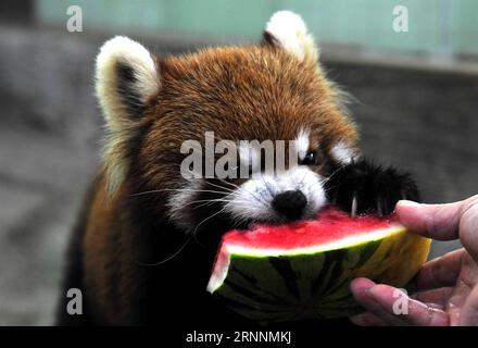 (170721) -- SHANGHAI, 21 luglio 2017 -- Un panda minore mangia l'anguria allo zoo di Shanghai nella Shanghai orientale della Cina, 21 luglio 2017. Il dipartimento meteorologico della metropoli della Cina orientale Shanghai ha registrato una temperatura dell'aria di 40,9 gradi Celsius (105,6 gradi Fahrenheit) intorno alle 14:00, venerdì, la più alta mai registrata in città in 145 anni. Lo zoo di Shanghai ha preso molte misure per mantenere gli animali freschi. ) (Lb) CHINA-SHANGHAI-ANIMAL-SUMMER HEAT (CN) ZhangxJiansong PUBLICATIONxNOTxINxCHN Shanghai 21 luglio 2017 a Lesser Panda Eats Watermelon at Shanghai Zoo in East China S Shanghai 21 luglio 201 Foto Stock