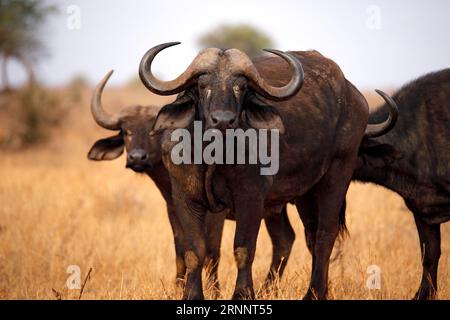 Bufali africani (Syncerus caffer caffer, alias Cape Buffalo). Taita Hills, Kenya Foto Stock