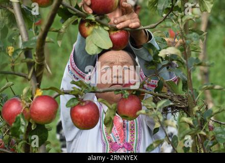 (170802) -- FUMIN, 2 agosto 2017 -- Una donna raccoglie mele al Lunhegaoshan Ecological Orchard a Luomian Town of Fumin County, South West China S Yunnan Province, 1 agosto 2017. La superficie totale di piantagione di frutta nella città di Luomian ha raggiunto negli ultimi anni più di 4000 ettari con un reddito pro capite netto che ha raggiunto i 14.000 yuan entro il 2016. ) (lx) CHINA-YUNNAN-ORCHARD(CN) YangxZongyou PUBLICATIONxNOTxINxCHN Fumin 2 agosto 2017 una donna raccoglie mele AL frutteto ecologico nella città di Fumin County South West China S Yunnan Province 1 agosto 2017 la superficie totale di piantagione di frutti in città ha raggiunto più di 4000 ore Foto Stock