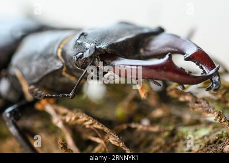 primo piano delle mascelle di uno scarabeo maschile Foto Stock