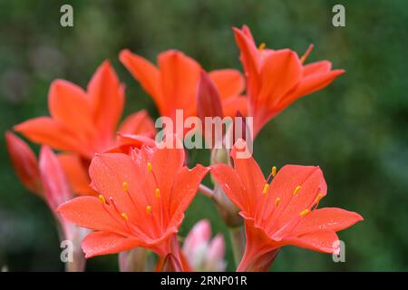 primo piano dei fiori di giglio rossi Foto Stock