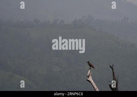 Un'aquila di falco crestata arroccata su un tronco di alberi a Ella, Sri Lanka Foto Stock