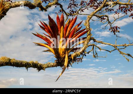 Albero di bromeliade (Aechmea fasciata) una specie di pianta fiorente della famiglia delle Bromeliaceae chiamata anche vaso d'argento o pianta d'urna Foto Stock