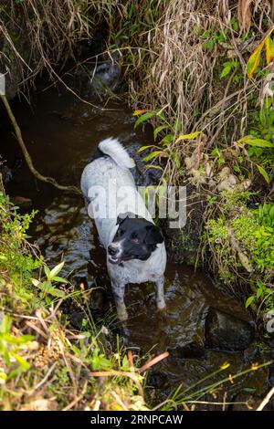 Il cane bianco e nero misto gioca in un piccolo laghetto nella foresta Foto Stock