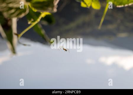 Orange Spider Weaving its pristine Web with the background of the Mountains and Blue Early Morning Sky Foto Stock